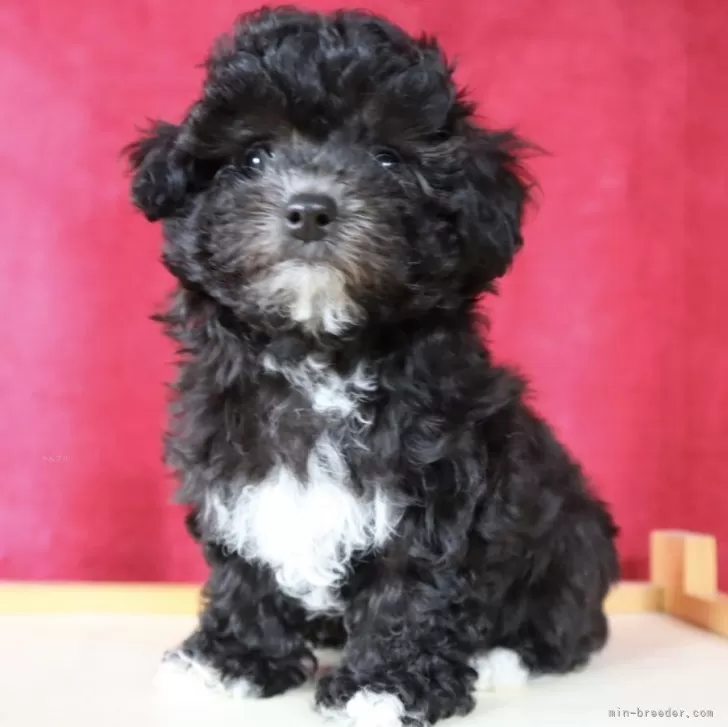 ID:2403-06772の子犬