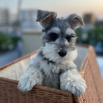 ミニチュアシュナウザー【東京都・女の子・2023年3月17日・ソルト&ペッパー】の写真「お顔の大変可愛い、甘えん坊な女の子」