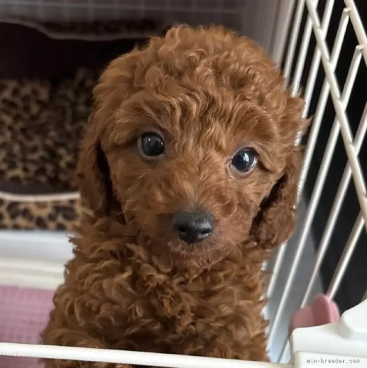 ID:2503-05916の子犬