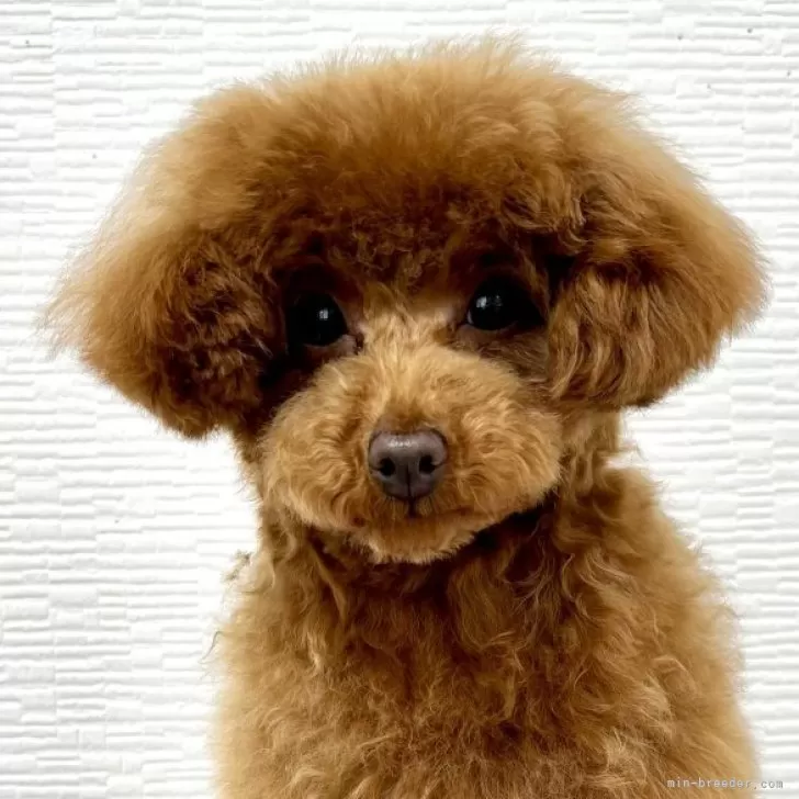 ID:2410-00533の子犬