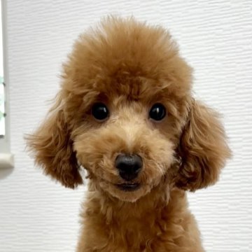 トイプードル(タイニー)【愛知県・男の子・2024年6月22日・レッドフォーン】の写真「とても優しい男の子です」
