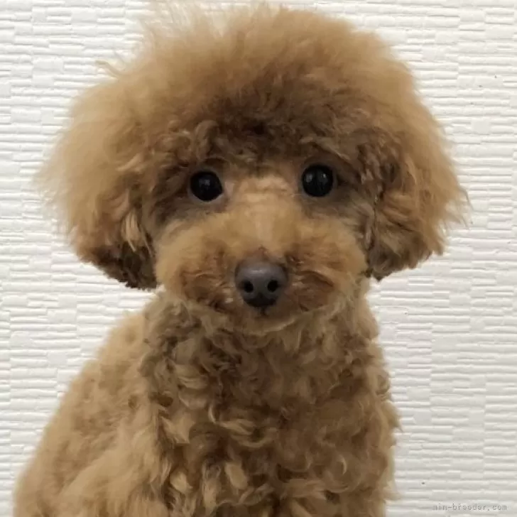 ID:2307-04683の子犬