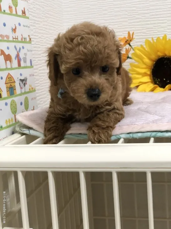 ID：2008-02781の子犬