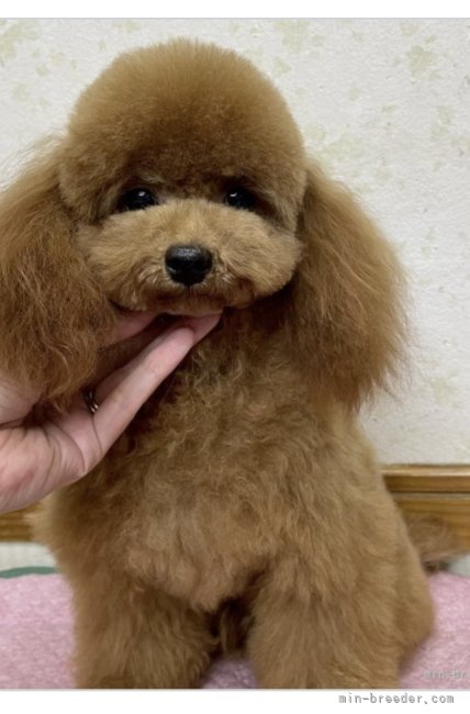 ティーカッププードル【・男の子・2021年10月14日・レッド】「静岡県のハートランドのワンちゃんです」