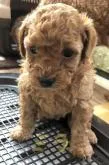 タイニープードル【愛知県・女の子・2022年4月6日・アプリコット】の写真3「小ちゃい時のあたちだよ🐶」