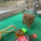 トイプードル(トイ)【茨城県・男の子・2025年10月9日・レッド】の写真8