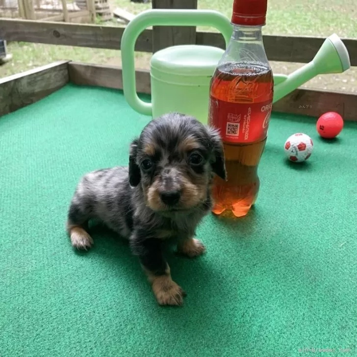 ID:2505-05441の子犬