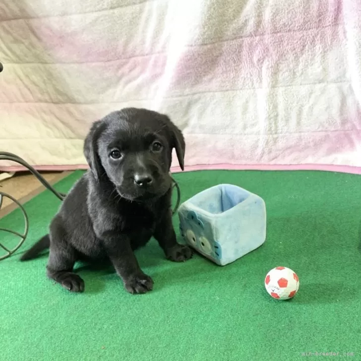 ID:2505-07846の子犬