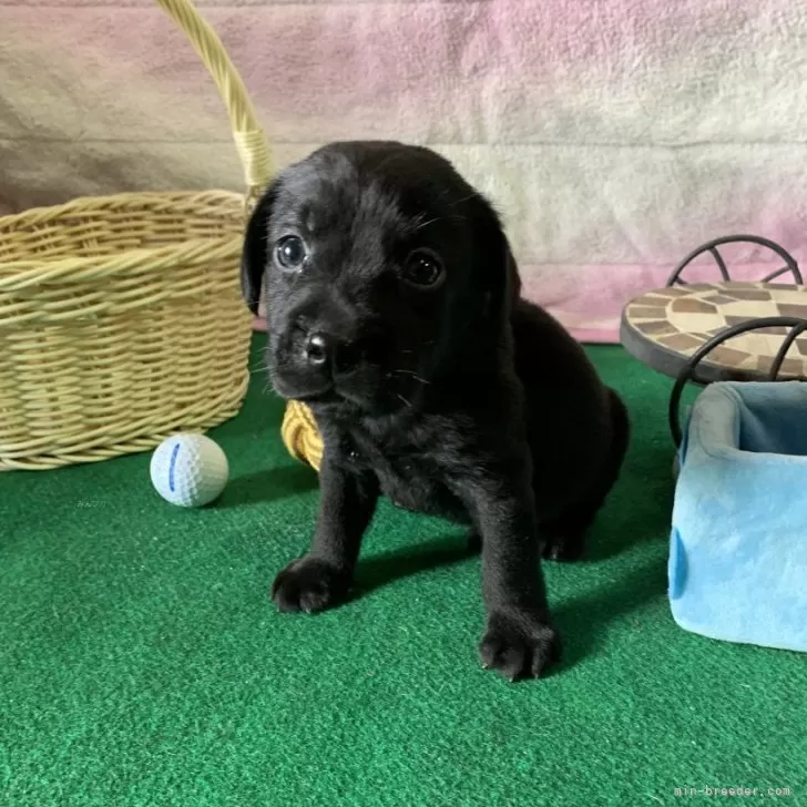 ID:2508-00254の子犬