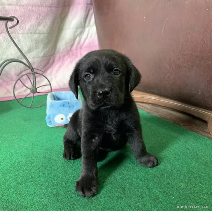 ID:2508-00240の子犬