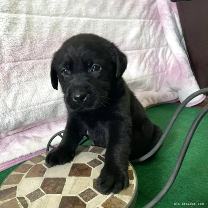 ID:2507-00084の子犬
