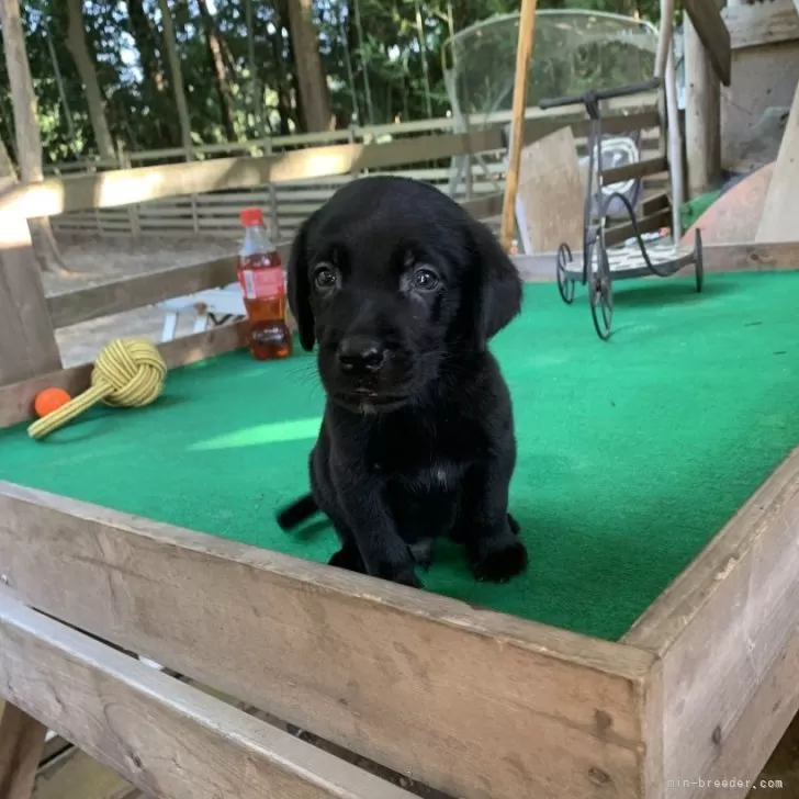 ID:2509-02091の子犬