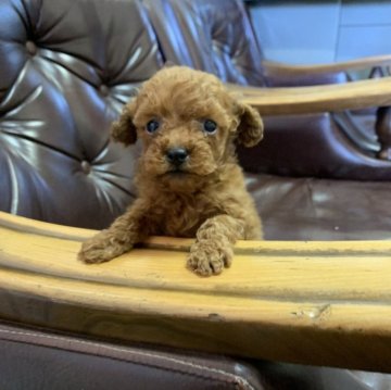 トイプードル(トイ)【茨城県・男の子・2025年10月9日・レッド】の写真「遊び好きな男の子です！」