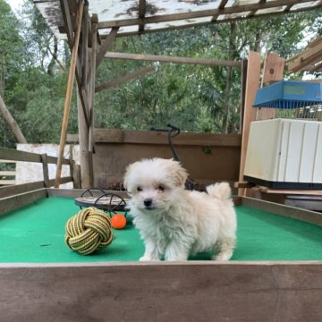 マルプー(トイプードル×マルチーズ)【茨城県・女の子・2025年10月17日・クリーム】の写真「遊び好きな女の子です！」