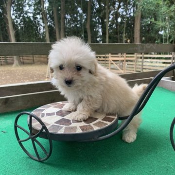 マルプー(トイプードル×マルチーズ)【茨城県・女の子・2025年10月17日・クリーム】の写真「人間が大好きな女の子です！」