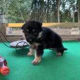 ジャーマン・シェパード・ドッグ