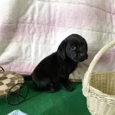 ラブラドールレトリバー【茨城県・男の子・2025年4月25日・ブラック】の写真4