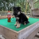 ジャーマン・シェパード・ドッグ【茨城県・男の子・2025年10月16日・ブラック&タン】の写真4