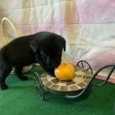 ラブラドールレトリバー【茨城県・男の子・2024年10月18日・ブラック】の写真5