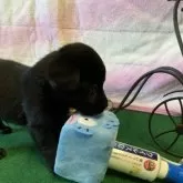 ラブラドールレトリバー【茨城県・男の子・2024年10月18日・ブラック】の写真6