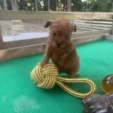 トイプードル(トイ)【茨城県・男の子・2025年10月9日・レッド】の写真7