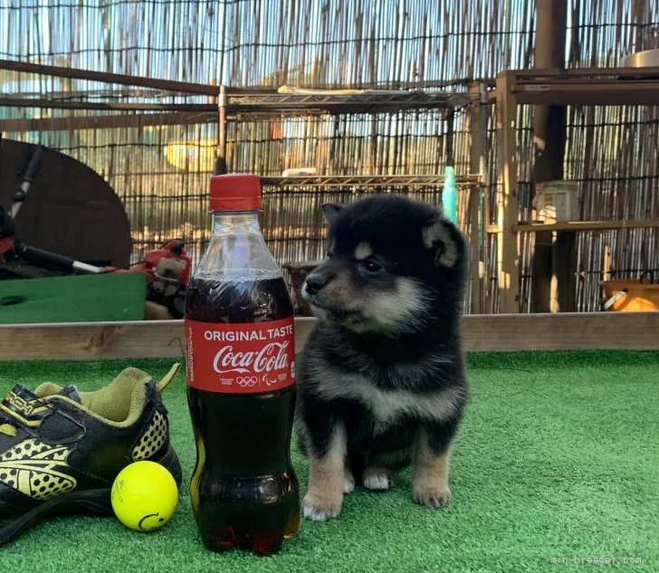 ID:2112-03159の子犬