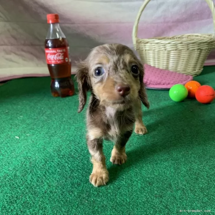 ID:2409-04076の子犬
