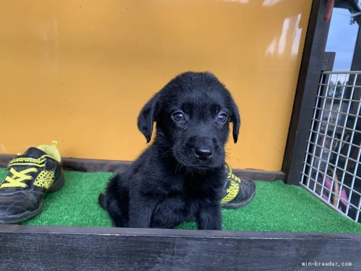 N 様のお迎えした子犬
