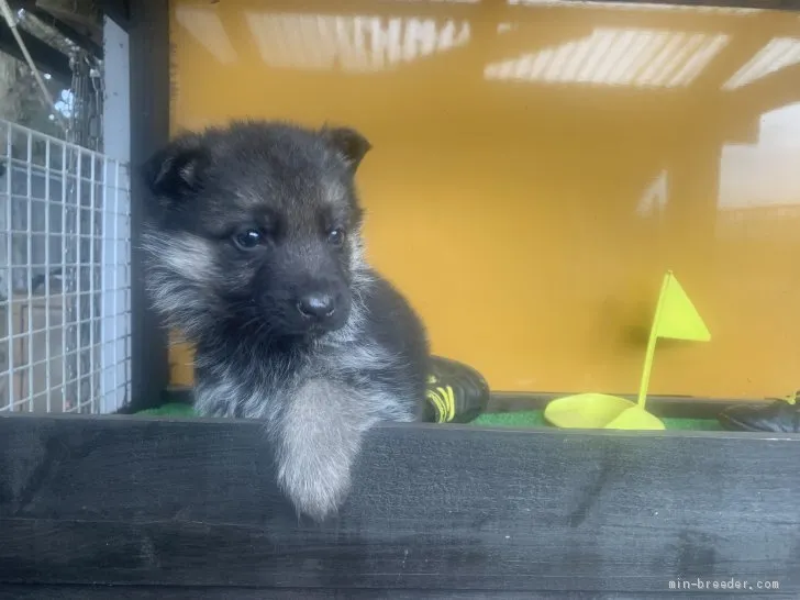 T.S 様のお迎えした子犬