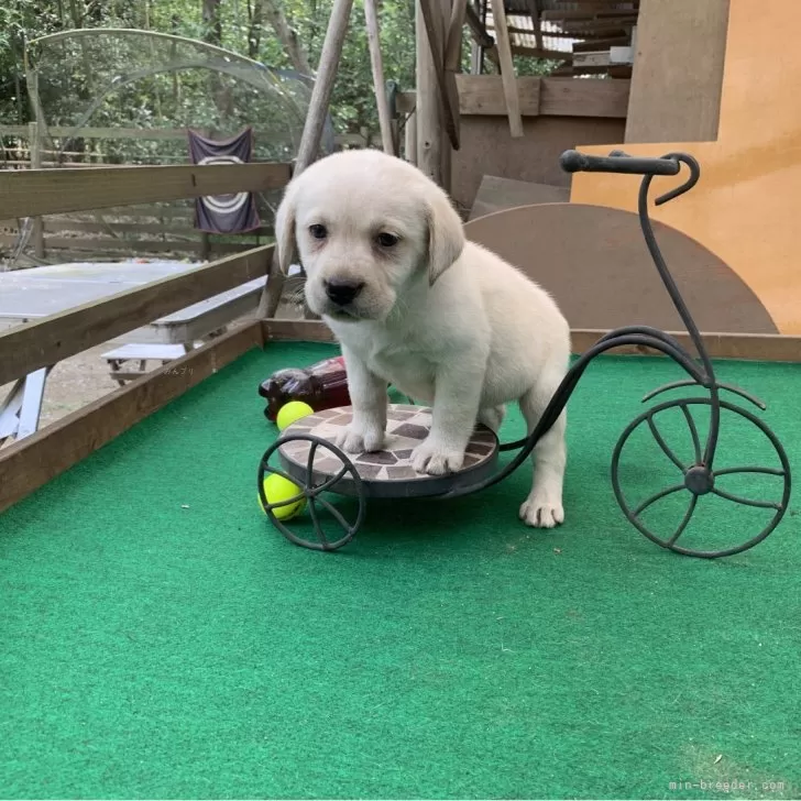 ID:2404-01494の子犬