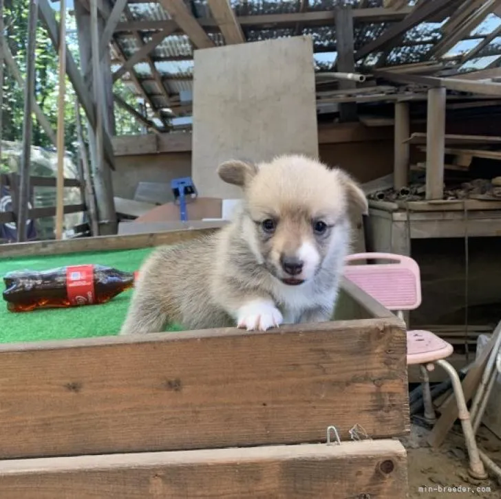 ID:2210-00194の子犬