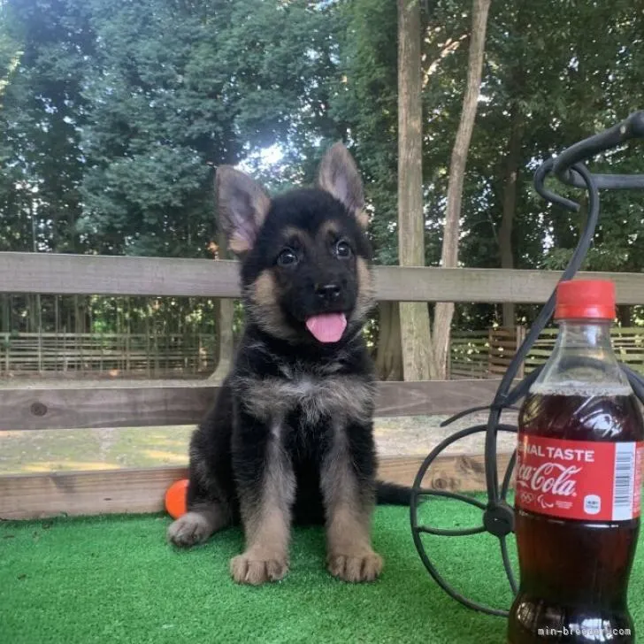 ID:2209-00904の子犬