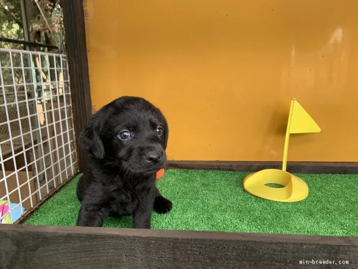 ID:1910-02159の子犬