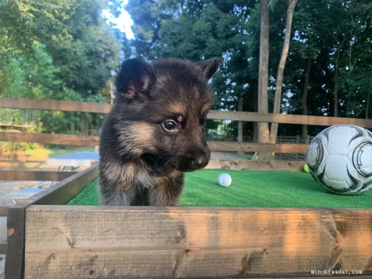 A.E 様のお迎えした子犬