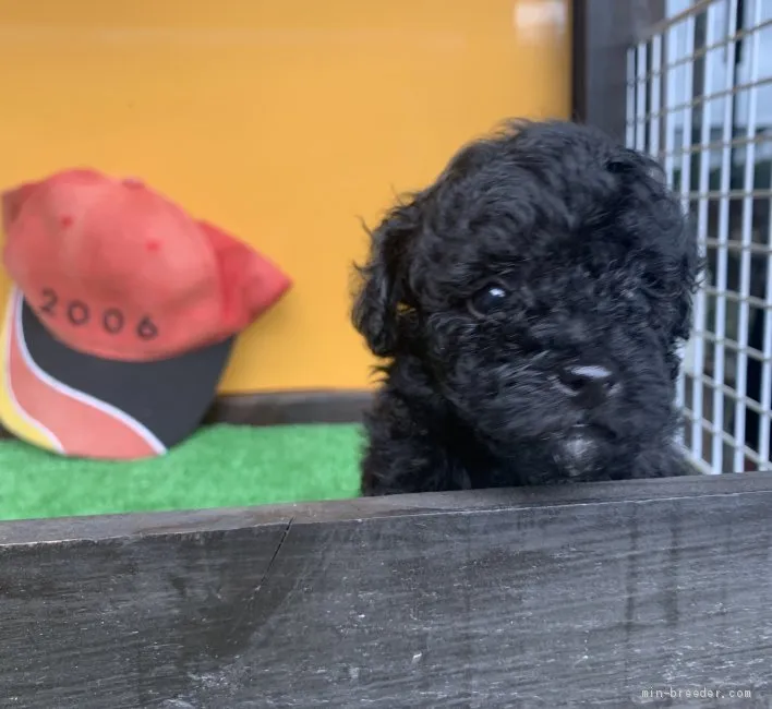ID:1909-01499の子犬
