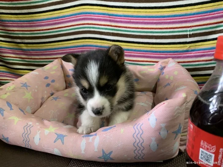 まろ 様のお迎えした子犬