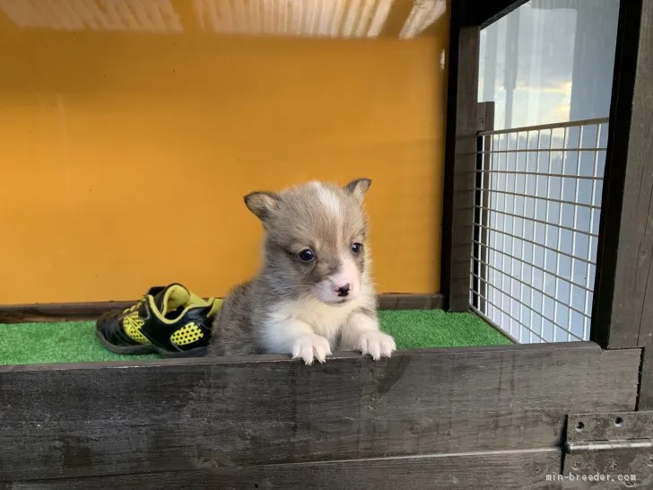 T.M 様のお迎えした子犬