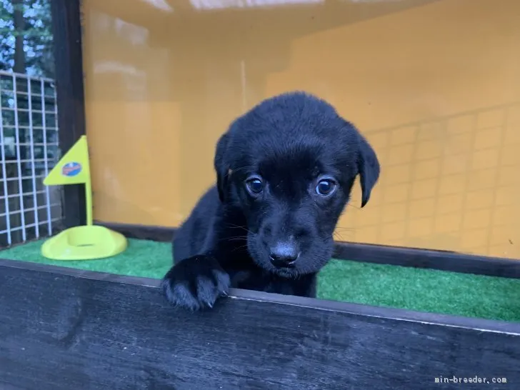 N.S 様のお迎えした子犬