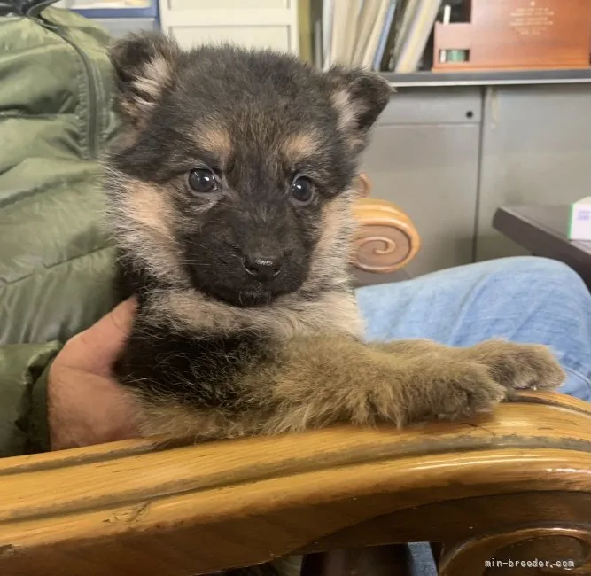 K.N 様のお迎えした子犬