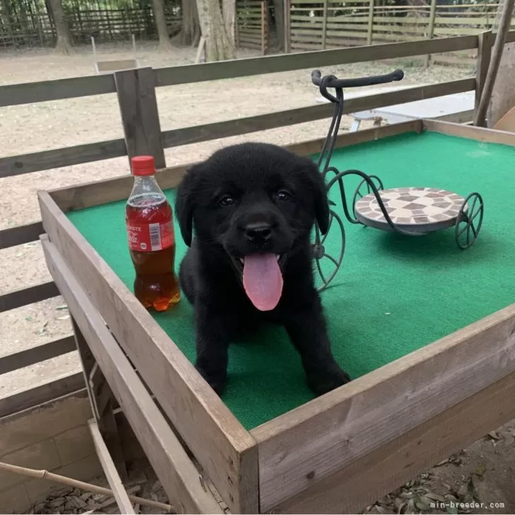 ID:2404-04397の子犬