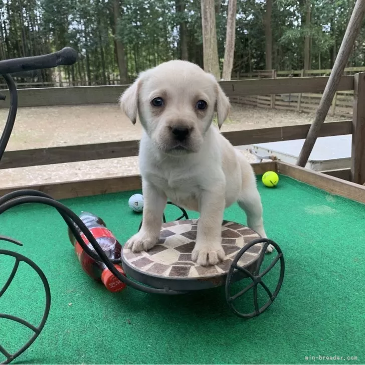 ID:2404-01498の子犬