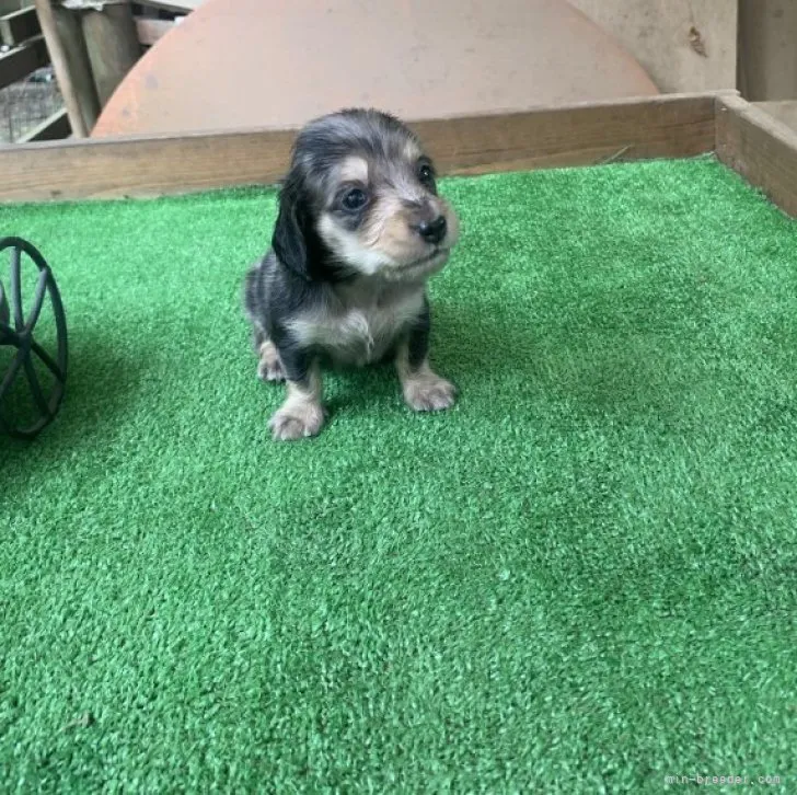 ID：2308-02720の子犬