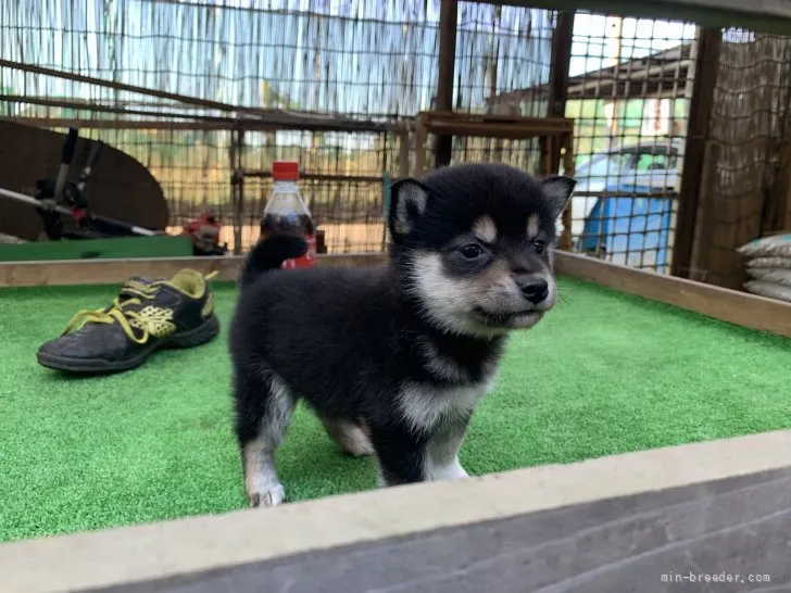 ハマンタ 様のお迎えした子犬