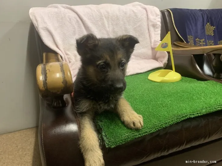 M.T 様のお迎えした子犬
