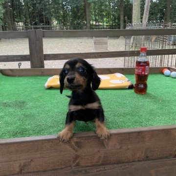 ミニチュアダックスフンド(ロング)【茨城県・男の子・2023年2月16日・ブラック&タン】の写真「おっとりした性格の男の子です！」