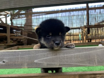 柴犬(標準サイズ)【茨城県・男の子・2021年11月3日・黒】の写真「おっとりしたマイペースの男の子です！」