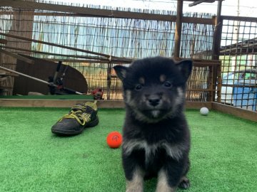 柴犬(標準サイズ)【茨城県・男の子・2021年11月4日・黒】の写真「おっとり優しいもふもふの男の子です！」