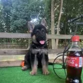 ジャーマン・シェパード・ドッグ【茨城県・男の子・2022年7月14日・ブラック&タン】の写真1「おすわりして待ってくれました☺️9月5日撮影」