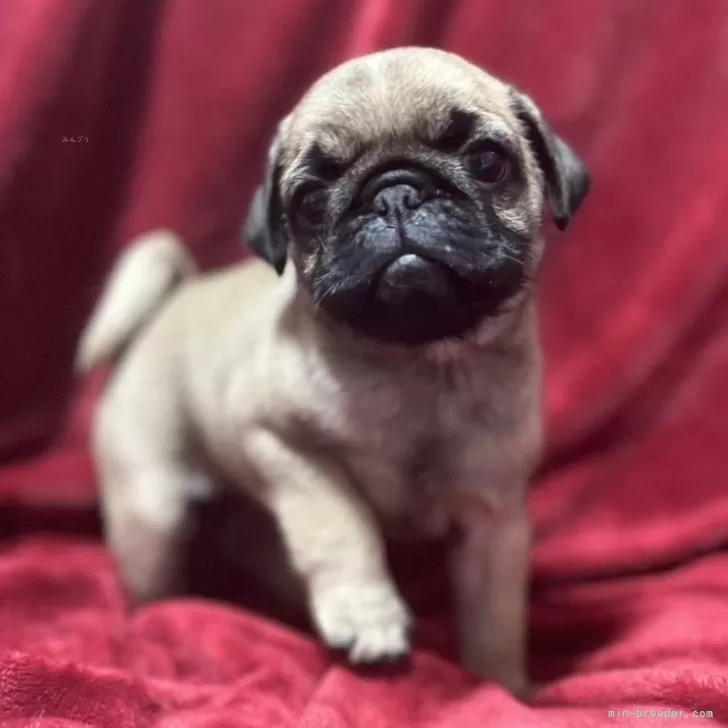 Y.N 様のお迎えした子犬