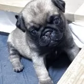 パグ
